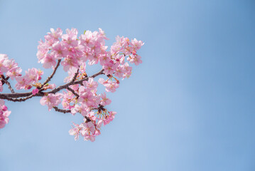 桜の背景