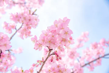 Foto op Aluminium 桜の背景 © YUKI