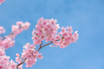 桜の背景
