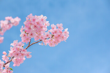 満開の桜	