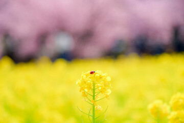 Obraz premium 菜の花とてんとう虫