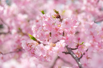 桜の背景