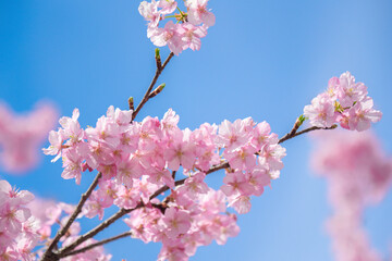 桜の背景