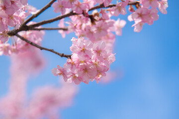 桜の背景