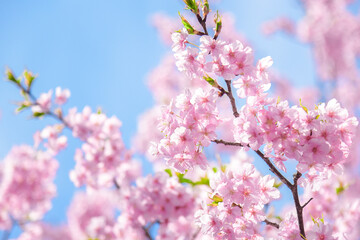 桜の背景