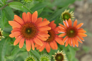 Orange coneflower blossom (Echinacea purpurea).