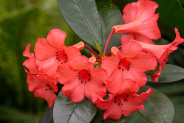 Vibrant flowers of a rhododendron 'Birat Red', native to New Guinea
