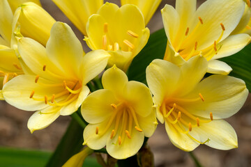 Fototapeta premium Closeup of yellow flowers of a Natal lily (clivia miniata), native to southern Africa