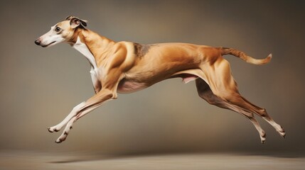 a classic and elegant image of a graceful Greyhound in mid-stride, capturing its elegance