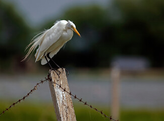 great egret 