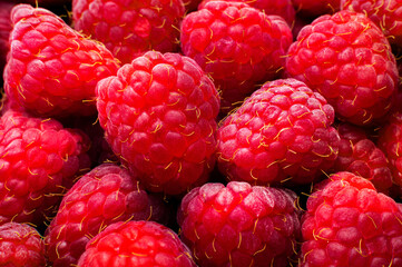 Fresh red raspberries close up. Background of juicy fresh pink raspberries, large berries in the frame