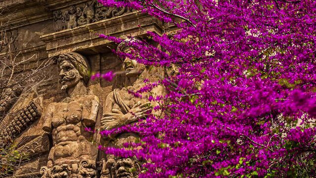Purple bougainvillea climbing on a facade of ancient building with statues