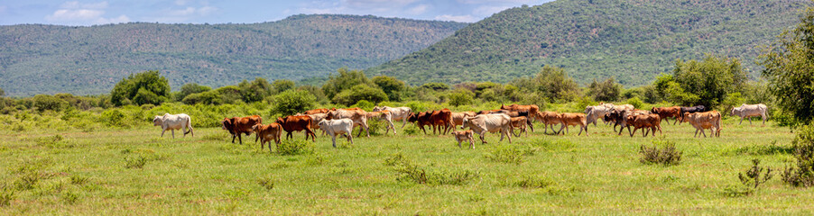 Fototapeta na wymiar cows herd in south africa, grazing on a grassland between the hills
