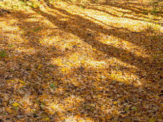 Trees in the forest view from below against the sky forest autumn summer