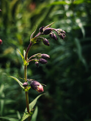 Flower buds