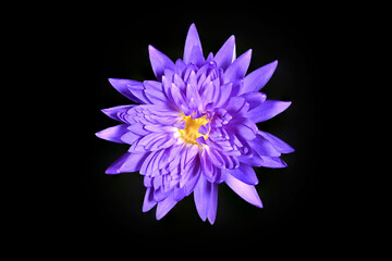 Purple waterlily on black background