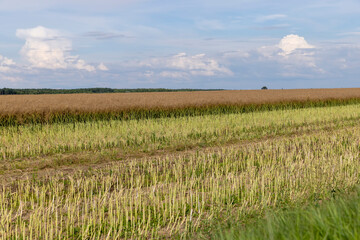 an agricultural field where the harvest of oilseed rape grows