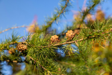 Spruce branches with green needles in sunny weather