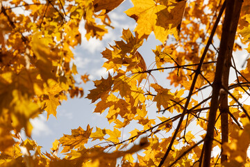yellowing foliage on maples in autumn weather