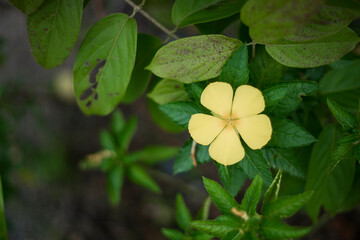 flowers by the farmer's fence, yellow and red flowers are so beautiful, like a young girl
Close-up of flowers blooming in field, Full frame shot of daisy flowers in park, inspiration and nature