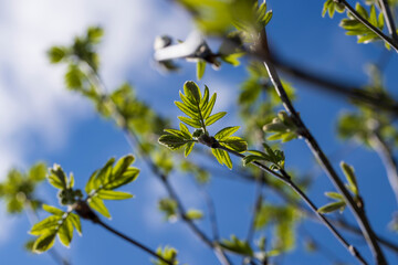 mountain ash tree branches in the spring season