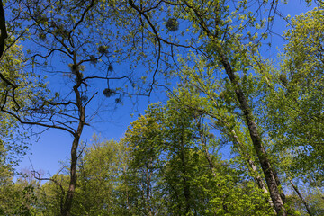maple trees blooming in spring , close up