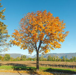 Autumn landscape with tree - 680423051