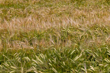 An agricultural field where ripening cereal wheat grows