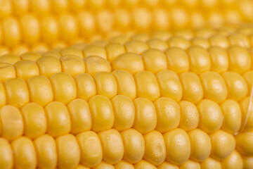 a ripe corn cob covered with water drops