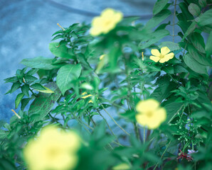 flowers by the farmer's fence, yellow and red flowers are so beautiful, like a young girl
Close-up...