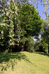 Fototapeta na wymiar a large number of different deciduous trees in the summer