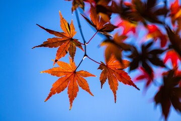 秋空紅葉