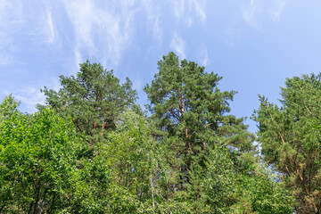 deciduous trees in summer in sunny weather