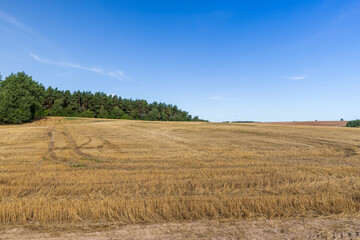 stubble and straw after the wheat harvest