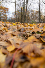 maple in autumn in cloudy weather