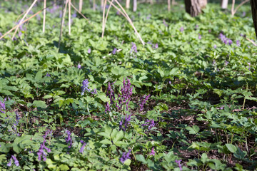 beautiful purple flowers in the forest