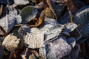 Fallen leaves covered with frost