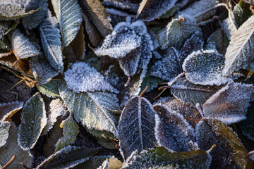 Fallen leaves covered with frost