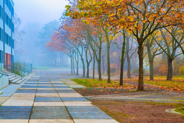 City street with foggy autumn trees and beautiful sunlight