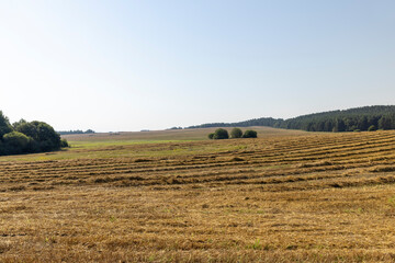 A field with cereals in the summer