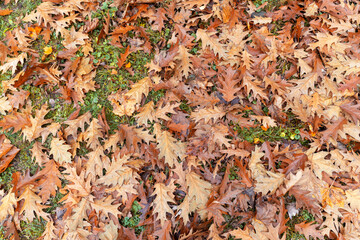 oak in autumn in cloudy weather
