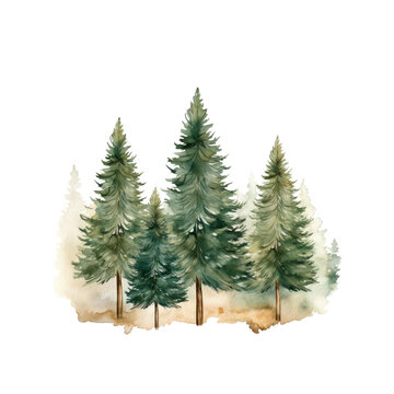 Pine tree watercolor Christmas green clipart PNG 300 DPI crop picture use Spruce and holiday tree. Hand-drawn illustration transparent background