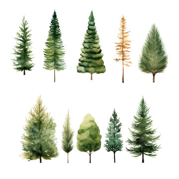 Pine tree watercolor Christmas green clipart PNG 300 DPI crop picture use Spruce and holiday tree. Hand-drawn illustration transparent background