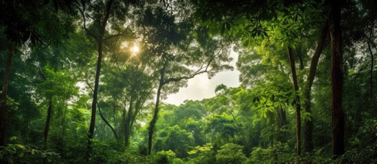 The sunlit summer sky cast a beautiful glow over the lush green trees of the tropical forest, creating a picturesque outdoor scene in natures bountiful environment.