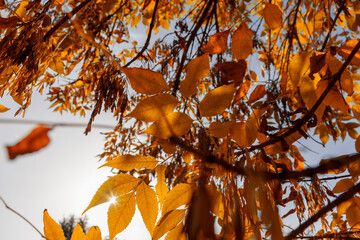 ash foliage changing color from green to yellow-orange
