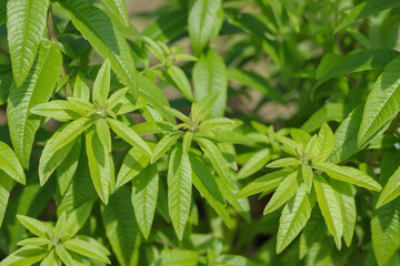 Fresh green leaves of beebrush (Aloysia citrodora).