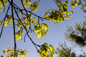 green foliage on a maple tree in spring bloom