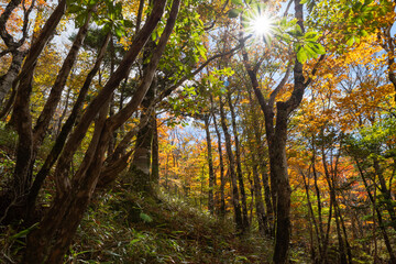 紅葉が美しい森