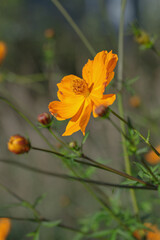 Blooming orange sulfur cosmos (Cosmos sulphureus).