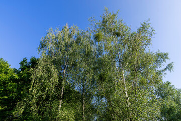a large number of different deciduous trees in the summer
